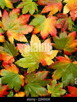 Vivaci colori autunnali su un albero di acero Vine (Acer circinatum) nel Mount Rainier National Park; Washington, Stati Uniti d'America Foto Stock