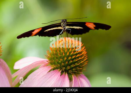 Piccola farfalla Postman (Helionius melpomene) che poggia sul fiore; Oregon, Stati Uniti d'America Foto Stock