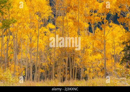 Gli alberi di Aspen mostrano i loro colori autunnali; Richfield, Utah, Stati Uniti d'America Foto Stock