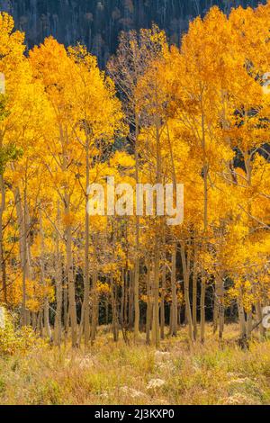 Gli alberi di Aspen mostrano i loro colori autunnali; Richfield, Utah, Stati Uniti d'America Foto Stock