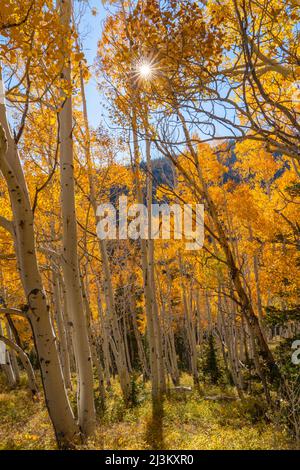 Gli alberi di Aspen mostrano i loro colori autunnali con un'esplosione di sole attraverso il fogliame dorato; Richfield, Utah, Stati Uniti d'America Foto Stock