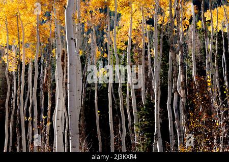 Gli alberi di Aspen mostrano i loro colori di caduta; Richfield, Utah, Stati Uniti d'America Foto Stock