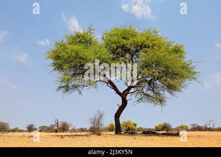 Albero di cammello africano (Vachellia erioloba) contro un cielo blu, Sudafrica Foto Stock