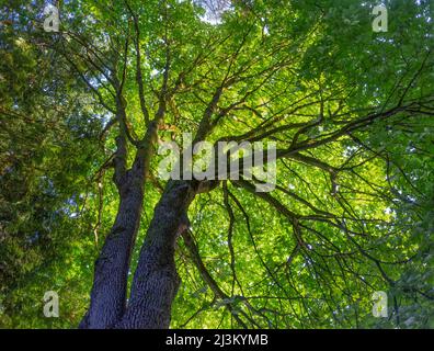 Vista del lussureggiante verde fogliame in un tretop retroilluminato dalla luce del sole, Belcarra Village, Vancouver, BC, Canada; Vancouver, British Columbia, Canada Foto Stock