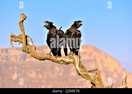 Due corvi etiopi arroccati su un ramo e chiamata, Simien National Park; Etiopia Foto Stock