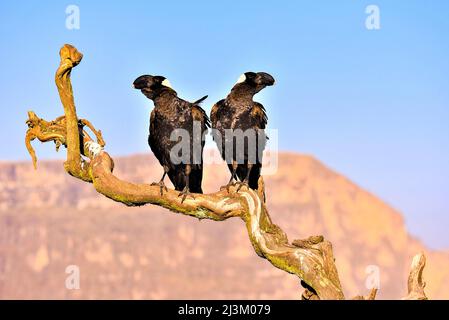 Due corvi etiopi arroccati su un ramo d'albero nel Parco Nazionale Simien; l'Etiopia Foto Stock