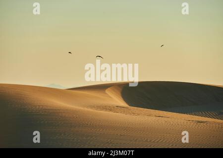 Gabbiani che volano sulle dune di sabbia al tramonto, delta del fiume Ebro; Catalogna, Spagna Foto Stock
