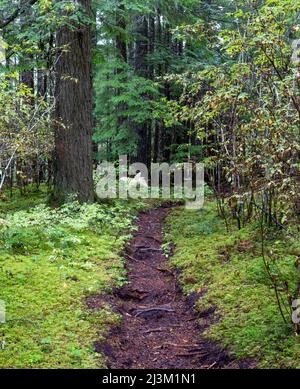 Sentiero accidentato con radici di alberi esposte che attraversano una foresta di fossati all'interno di BC, Canada; British Columbia, Canada Foto Stock