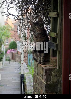 Gatto tabby grigio arroccato su un muro di mattoni in posa; Hastings, East Sussex, Inghilterra Foto Stock