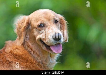 Ritratto di cane Golden Retriever; Paia, Maui, Hawaii, Stati Uniti d'America Foto Stock