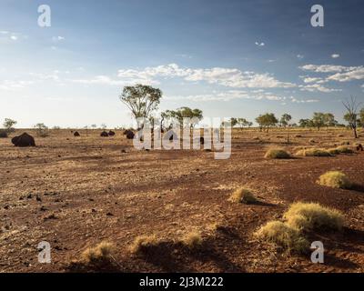 Spinifex, tumuli di termite e sporcizia rossa, Larrawa Station, Kimberley Foto Stock