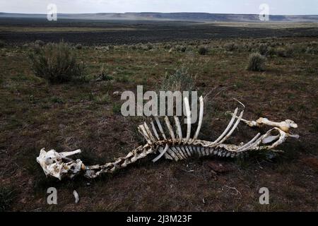 Scheletro di un cavallo selvatico probabilmente ucciso da un tosse; Frenchglen, Oregon, Stati Uniti d'America Foto Stock