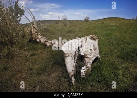 Scheletro di un cavallo selvatico probabilmente ucciso da un tosse; Frenchglen, Oregon, Stati Uniti d'America Foto Stock