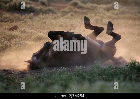 Cavalli selvatici protetti rotola nella sporcizia nel santuario dei cavalli selvatici; Shingletown, California, Stati Uniti d'America Foto Stock