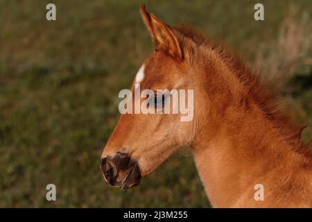 Primo piano profilo della testa di un nemico protetto in un santuario di mostang e burro; Lantry, South Dakota, Stati Uniti d'America Foto Stock