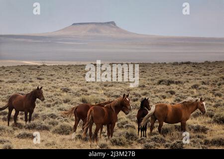 Band di cavalli selvatici vagano per gli ampi spazi aperti nel Wyoming occidentale; Wyoming, Stati Uniti d'America Foto Stock