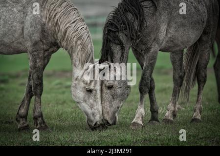 Due cavalli che pascolano insieme, White Sands mandria di cavalli selvatici presso la società internazionale per la protezione di Mustangs e Burros. Tre mandrie... Foto Stock