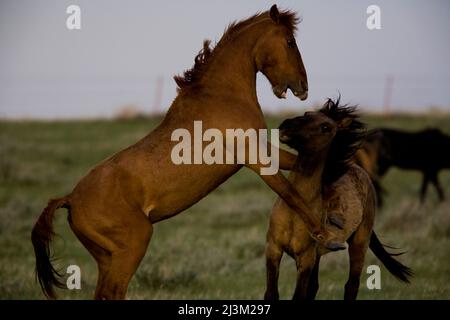 Giovani borchie mock battaglia per guadagnare fiducia a combattere uno stallone; Lantry, South Dakota, Stati Uniti d'America Foto Stock