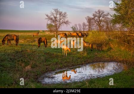 Mandria di cavalli selvatici a buca d'acqua. Gila mandria con la Società Internazionale per la protezione di Mustang e Burros. Tre mandrie sono curate per... Foto Stock