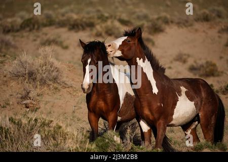 Due mustangs di vernice mordono giocosamente mentre pascola a South Steens; Frenchglens, Oregon, Stati Uniti d'America Foto Stock