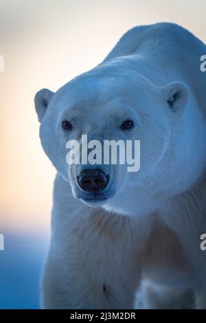 Primo piano di un orso polare (Ursus maritimus) che si avvicina alla fotocamera; Arviat, Nunavut, Canada Foto Stock