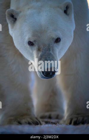 Primo piano di un orso polare (Ursus maritimus) testa e piedi; Arviat, Nunavut, Canada Foto Stock