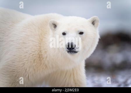 Primo piano di un orso polare (Ursus maritimus) che cammina e gira la testa; Arviat, Nunavut, Canada Foto Stock