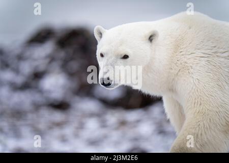 Primo piano di un orso polare (Ursus maritimus) in piedi girando testa; Arviat, Nunavut, Canada Foto Stock
