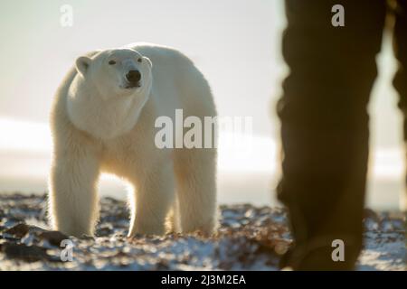 Orso polare maschile (Ursus maritimus) guarda l'uomo sulla tundra; Arviat, Nunavut, Canada Foto Stock