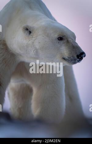 Primo piano di un orso polare (Ursus maritimus) che attraversa la tundra; Arviat, Nunavut, Canada Foto Stock