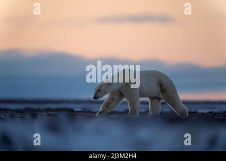 Orso polare (Ursus maritimus) stende zampa che cammina attraverso tundra; Arviat, Nunavut, Canada Foto Stock