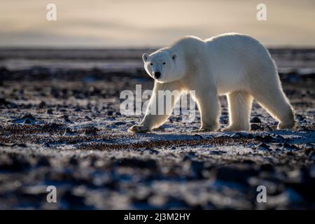 L'orso polare (Ursus maritimus) attraversa la tundra guardando la macchina fotografica; Arviat, Nunavut, Canada Foto Stock