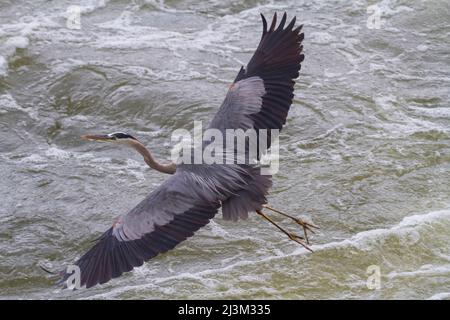 Un grande airone blu con ali distese vola verso il basso sul fiume Potomac; Great Falls, Potomac River, Maryland. Foto Stock