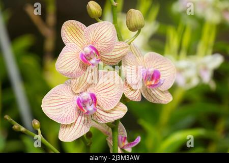 Giallo Phalaenopsis orchid; Para, Maui, Hawaii, Stati Uniti d'America Foto Stock