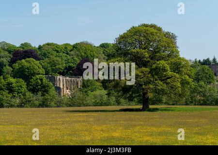 Abbazia di Easby nascosta tra gli alberi, un'abbazia premonstratensiana in rovina sulla riva orientale del fiume Swale; Richmond, Richmondshire, Inghilterra Foto Stock
