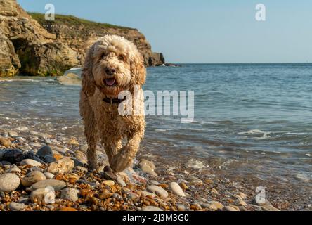 Un cane da cockapoo bagnato cammina lungo una spiaggia rocciosa lungo la costa atlantica; South Shields, Tyne and Wear, Inghilterra Foto Stock