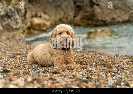 Un cane da cockapoo bagnato si trova su una spiaggia rocciosa lungo la costa atlantica; South Shields, Tyne and Wear, Inghilterra Foto Stock