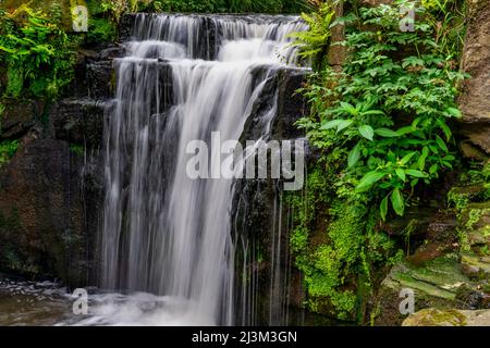 Splendide cascate e vegetazione lussureggiante al Jesmond Dene Public Park; Newcastle upon Tyne, Northumberland, Inghilterra Foto Stock