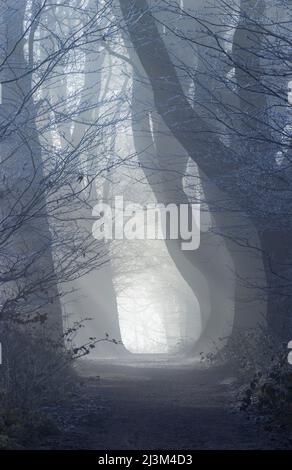 Fasci di luce illuminano il percorso attraverso una cattedrale di alberi avvolti dalla nebbia, Stanmer Woods; Brighton, East Sussex, Inghilterra Foto Stock