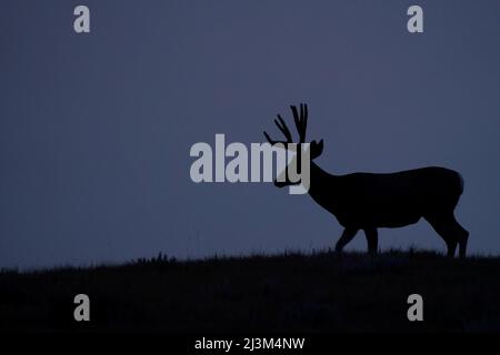 Silhouette di un cervo mulo (Odocoileus hemionus) al tramonto nel Parco Nazionale delle praterie; Saskatchewan, Canada Foto Stock