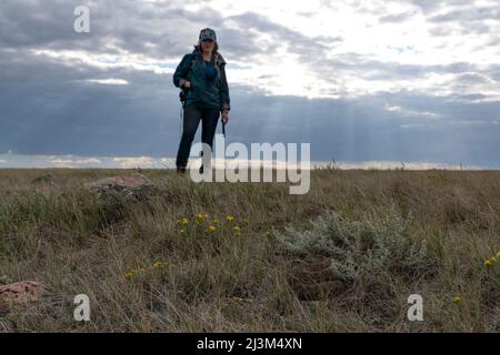 Donna che guarda un rattlesnake avvolto in erba con raggi solari che fluiscono dietro di lei; Val Marie, Saskatchewan, Canada Foto Stock