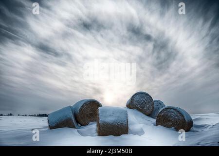 Gruppo di balle di fieno che giacciono nella neve su un paesaggio invernale agricolo; Alberta, Canada Foto Stock