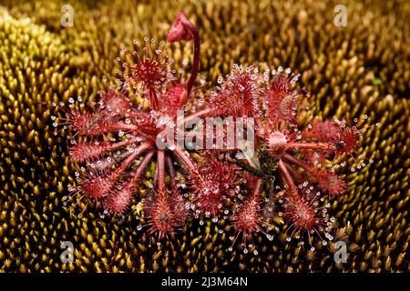 Una pianta carnivora che mangia la mosca, Drosera Roraimae, su Auyan Tepui.; Gran Sabana, Venezuela. Foto Stock