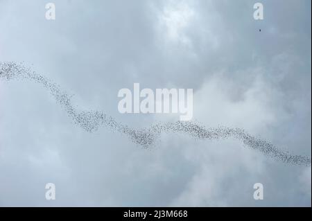 Uno sciame di pipistrelli con la punta di rughe vola fuori dalla Grotta di Deer con un falco in inseguimento.; Gunung Mulu National Park, Sarawak, Borneo, Malesia. Foto Stock