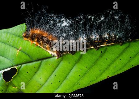 un bruco peloso, specie di Arctiidae, che mangia la sua strada lungo una grande foglia verde.; Gunung Mulu National Park, Sarawak, Borneo, Malesia. Foto Stock