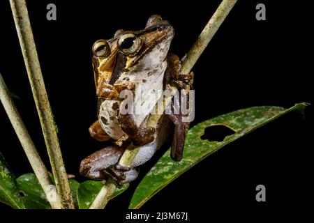 Un albero rana con giovani nella foresta pluviale.; Gunung Mulu National Park, Sarawak, Borneo, Malesia. Foto Stock