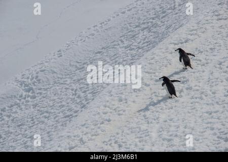 Pinguini di cinta (Pygoscelis antarcticus) in cima a una collina a Orne Harbour sulla penisola antartica; Antartide Foto Stock