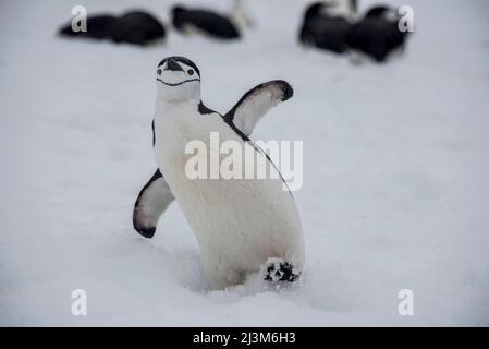 Pinguino da cinta (Pygoscelis antarcticus) sull'isola delle Shetland meridionali dell'Antartide; Antartide Foto Stock