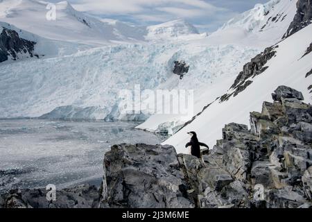 Pinguino da cinta (Pygoscelis antarcticus) in cima al picco di Spigot al Porto di Orne dell'Antartide; Antartide Foto Stock