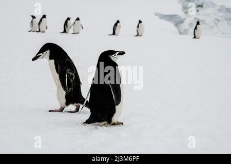 Pinguini da cinta (Pygoscelis antarcticus) sull'Isola Stand dell'Antartide; Antartide Foto Stock